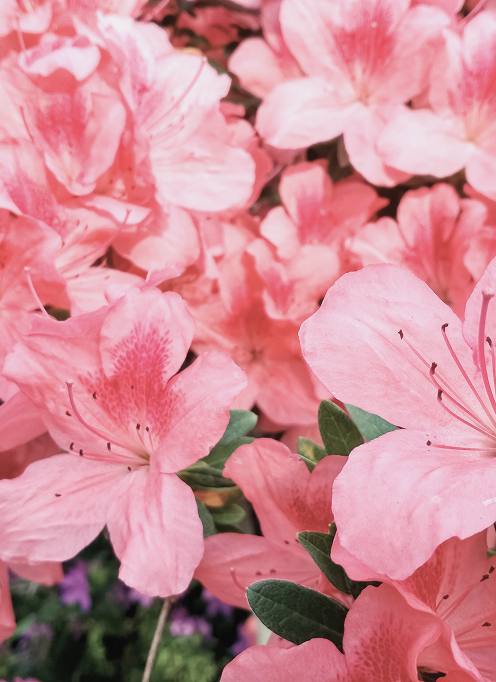 A mid-pink inspired by the nuances of the azalea flower, evoking emotion, affection and delicacy.