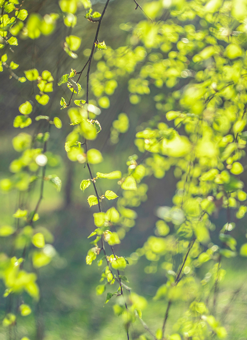 A medium leaf-green inspired by natural foliage, bringing the calm of woodlands and the slow rhythm of growth.