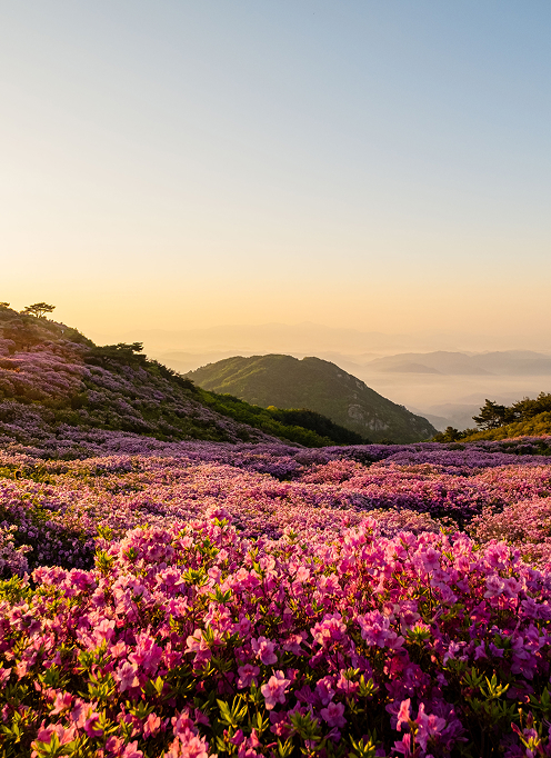It’s spring all year round. Petals dance in the wind and sweet scents fill the air, bringing the optimism and energy of spring indoors.